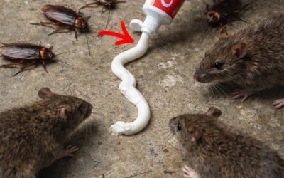 Stop Wasting Money on Pest Poisons: The Simple Toothpaste Trick That’s Changing Homes Across America