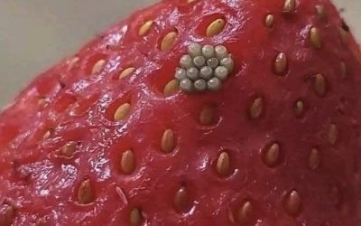 White Worms in Strawberries? What Happens When You Soak Berries in Salt Water (And If They’re Still Safe to Eat)