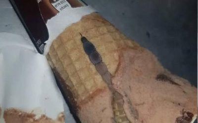 Today, my daughter opened her favorite chocolate ice cream, the one she eats almost every day after school. Everything was as usual: a crispy cone, a sweet aroma, a smooth layer of chocolate on top. But a few seconds later, I heard her say in surprise, “Mom, look what this is!” I went closer and saw something strange and dark inside, like a piece of wrapper or candy. At first, we thought it was just a defect, then that maybe a piece of chocolate had gotten in. But my daughter, always curious, decided to carefully poke around with a spoon. A moment later, she screamed. Inside, right under the chocolate, we saw… I was horrified when I realized what it was. I shared the details in the first comment.