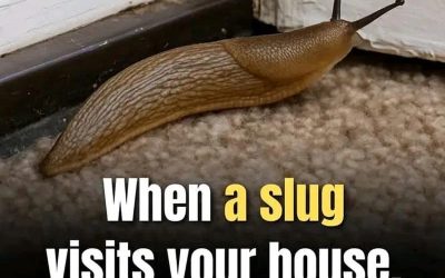 Did you know that when a SLUG visits your house it means that you have…See more