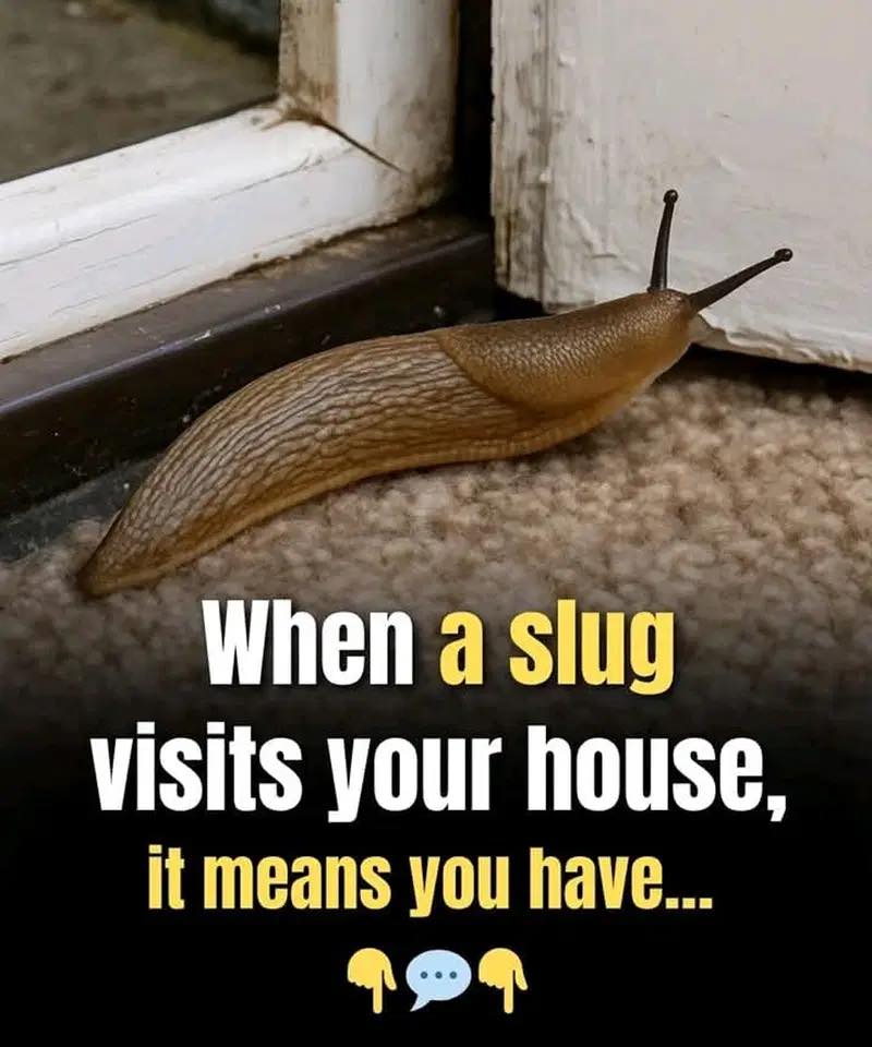 Did you know that when a SLUG visits your house it means that you have…See more