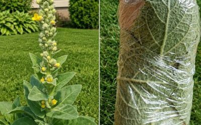 The Plant Growing in Many Yards That People Have Used for Generations