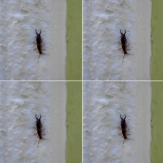 Warning! If you have found this insect in your home, it’s a sign that you need to
