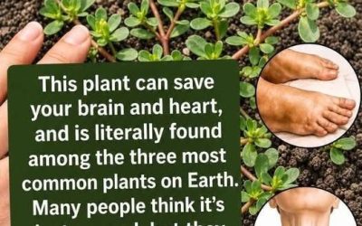 The most powerful plant in the world… on August 17, 2026