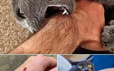 If the cat bites you, here’s what it really means… Check comments