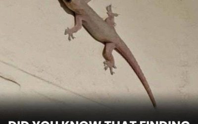 The Spiritual Meaning of a Lizard Entering Your Home Across Different Cultures
